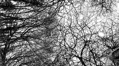 A black and white picture looking up into an overhanging tree canopy. Printed originally on this environmentally friendly inkjet paper made from 90% bamboo.