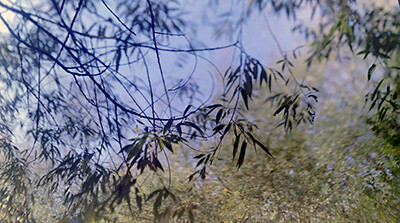 Image of trees and countryside representing a print on Hahnemühle Fine Art Pearl 285gsm